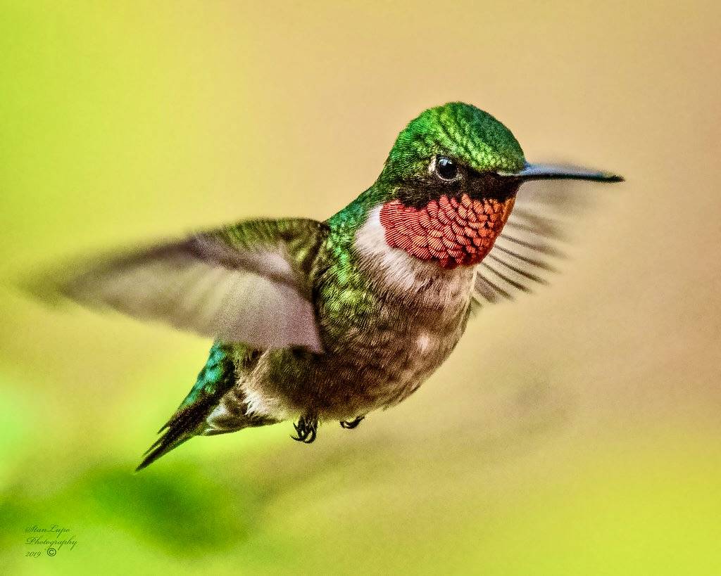 A Male Ruby-throated Hummingbird in Flight by stanlupo (Thanks for 4,000,000 views) is licensed under CC BY-NC-ND 2.0
